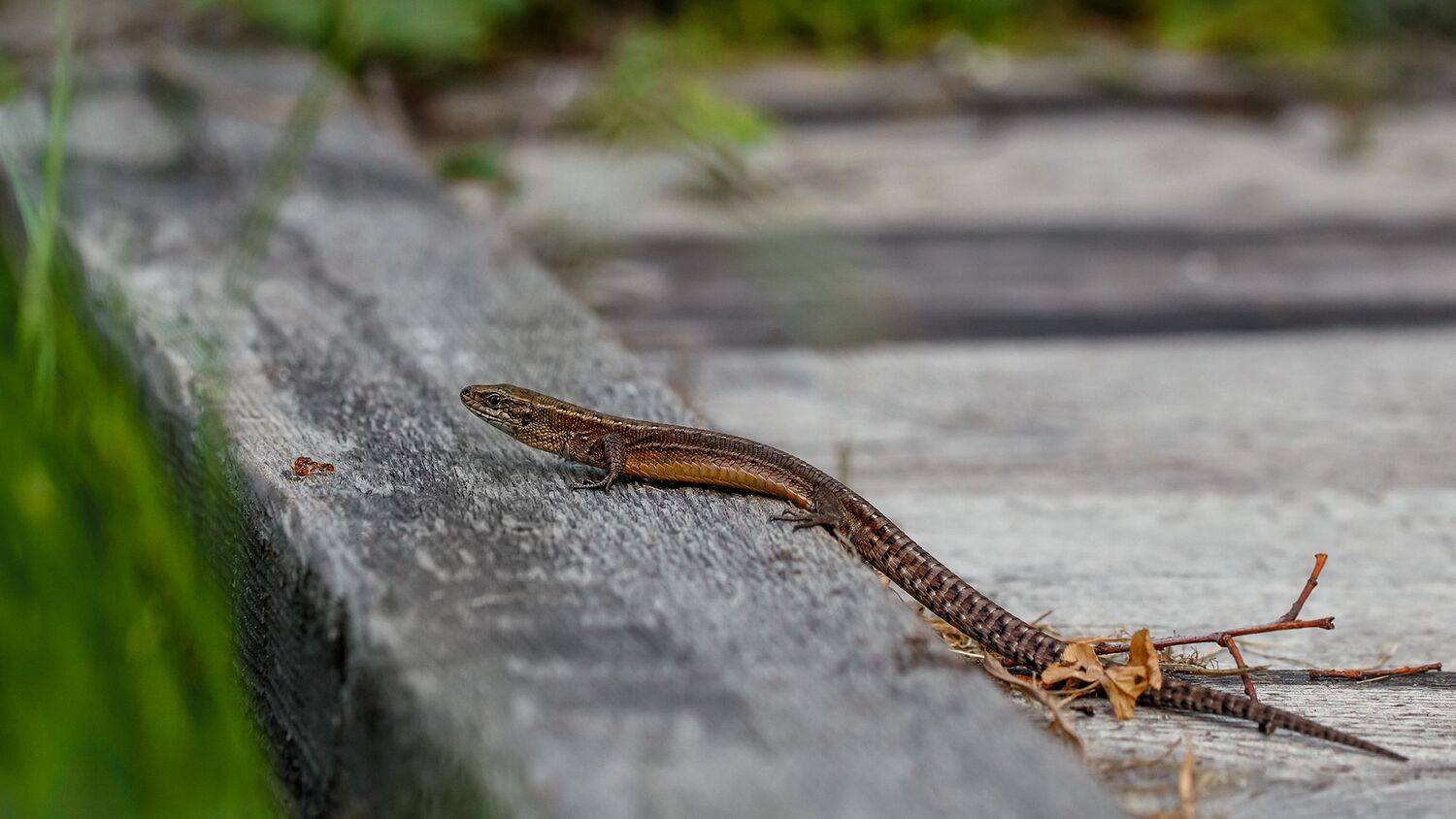 ящерица, муравей, муравьи, макро, macro, Ершова Юлия