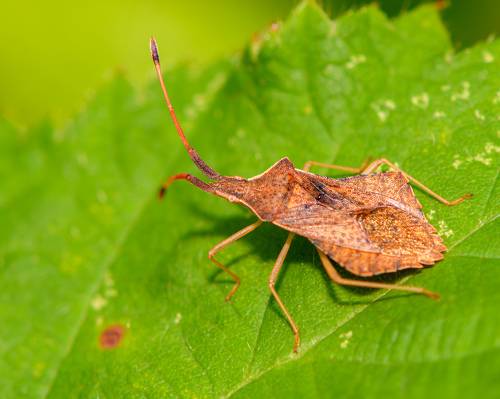 Coreus marginatus