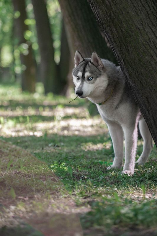 Хаски Тут Красная Шапка не пробегала? фото превью