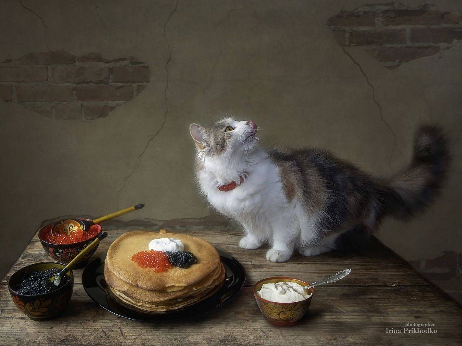 домашние животные, фотография еды, постановочное фото, блины, кошка, котонатюрморт, Приходько Ирина