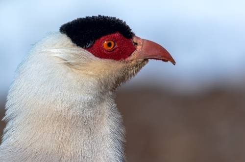 白马鸡（学名：Crossoptilon crossoptilon）