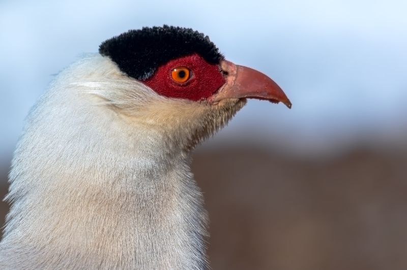 白马鸡，crossoptilon crossoptilon 白马鸡（学名：Crossoptilon crossoptilon） фото превью