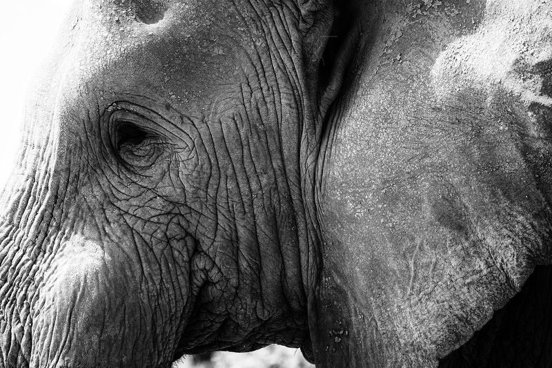 Old one фото превью