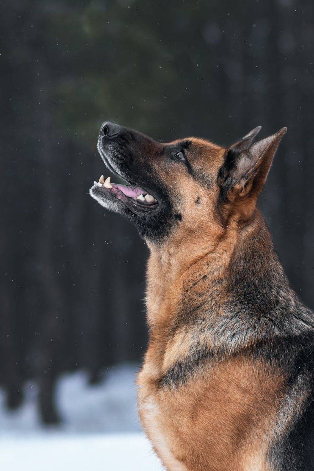 собака, животное, dog, взгляд, немецкая овчарка, овчарка, Евгений Крутиков