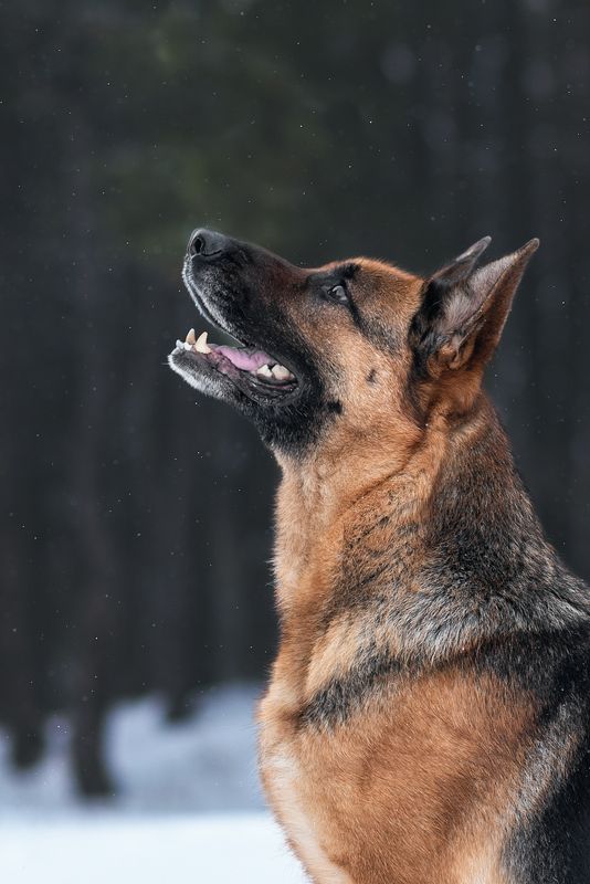 собака, животное, dog, взгляд, немецкая овчарка, овчарка Бритни фото превью
