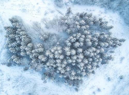 The Island of Frozen Trees