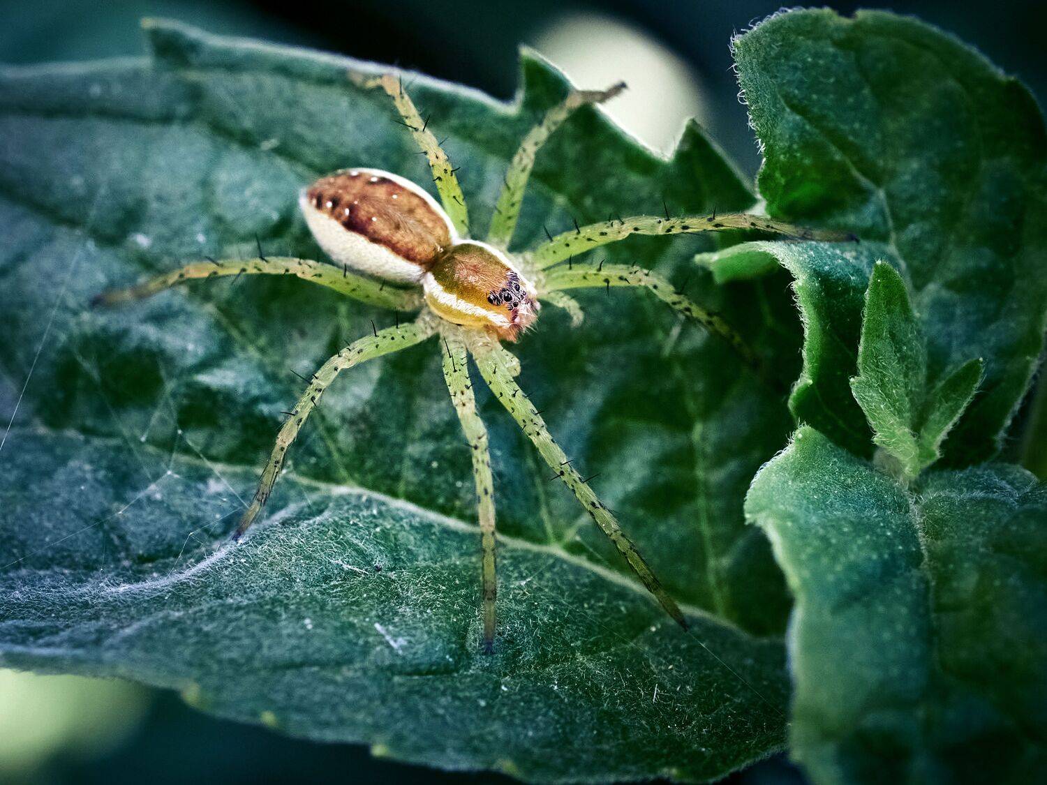 паук, мята, макро, Сергей Калёв