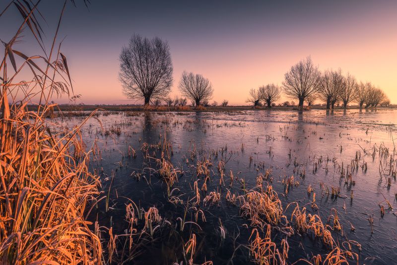 Willows at sunrise фото превью