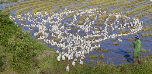 Duck farm on the field