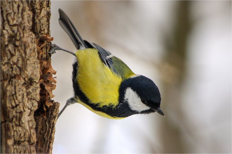 Большак (Parus major). фото превью