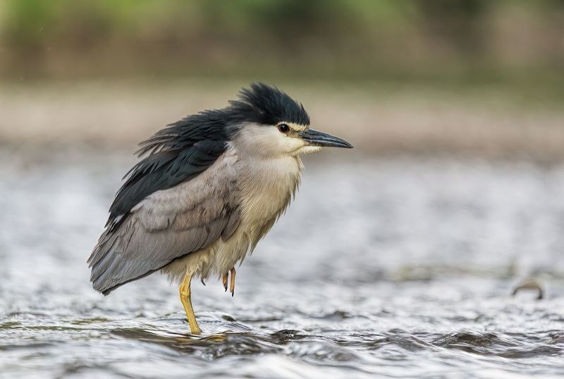 Ślepowron (Nycticorax nycticorax) фото превью