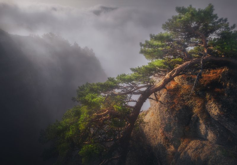 Сосна Дракон фото превью