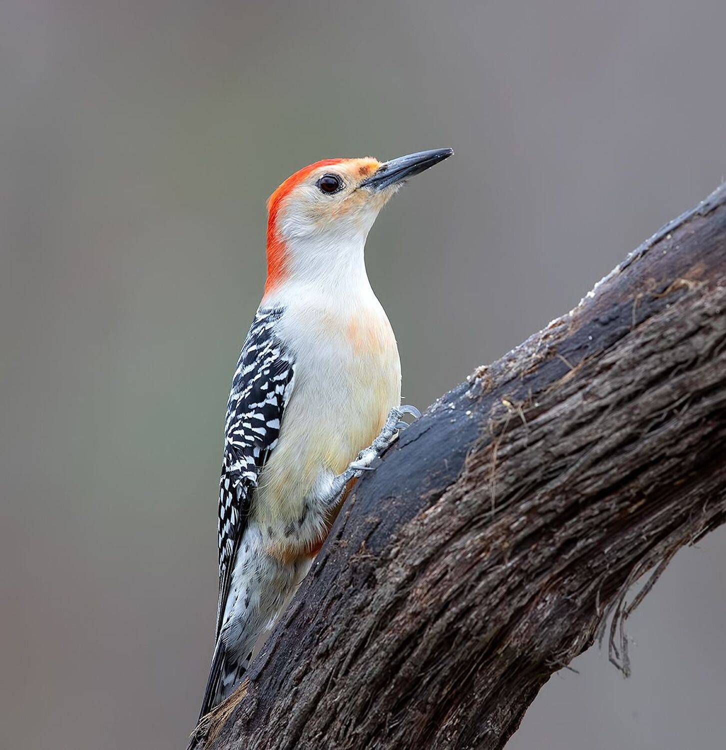 дятел, каролинский меланерпес, red-bellied woodpecker, woodpecker, Elizabeth Etkind