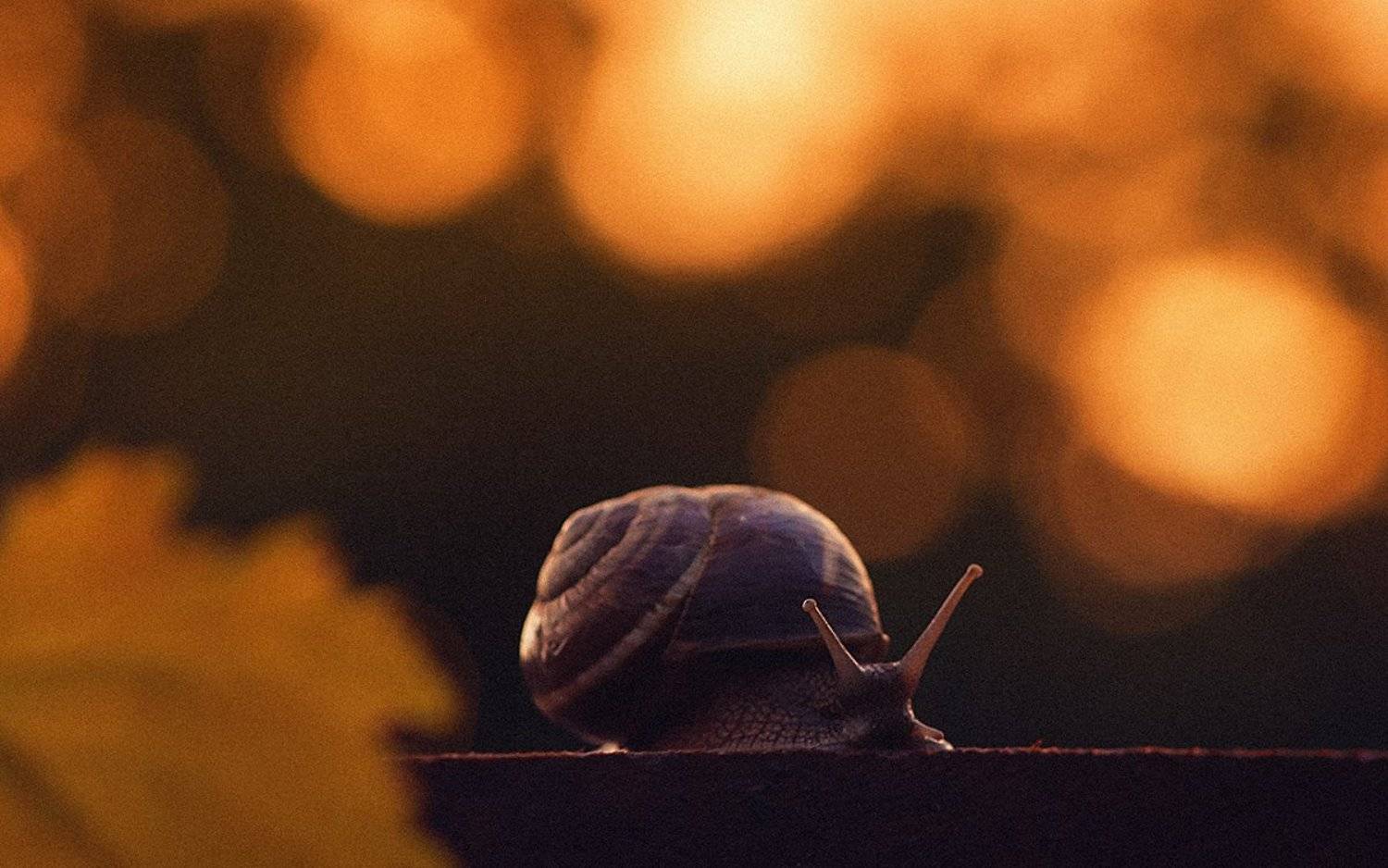 , Георгий Дьяков