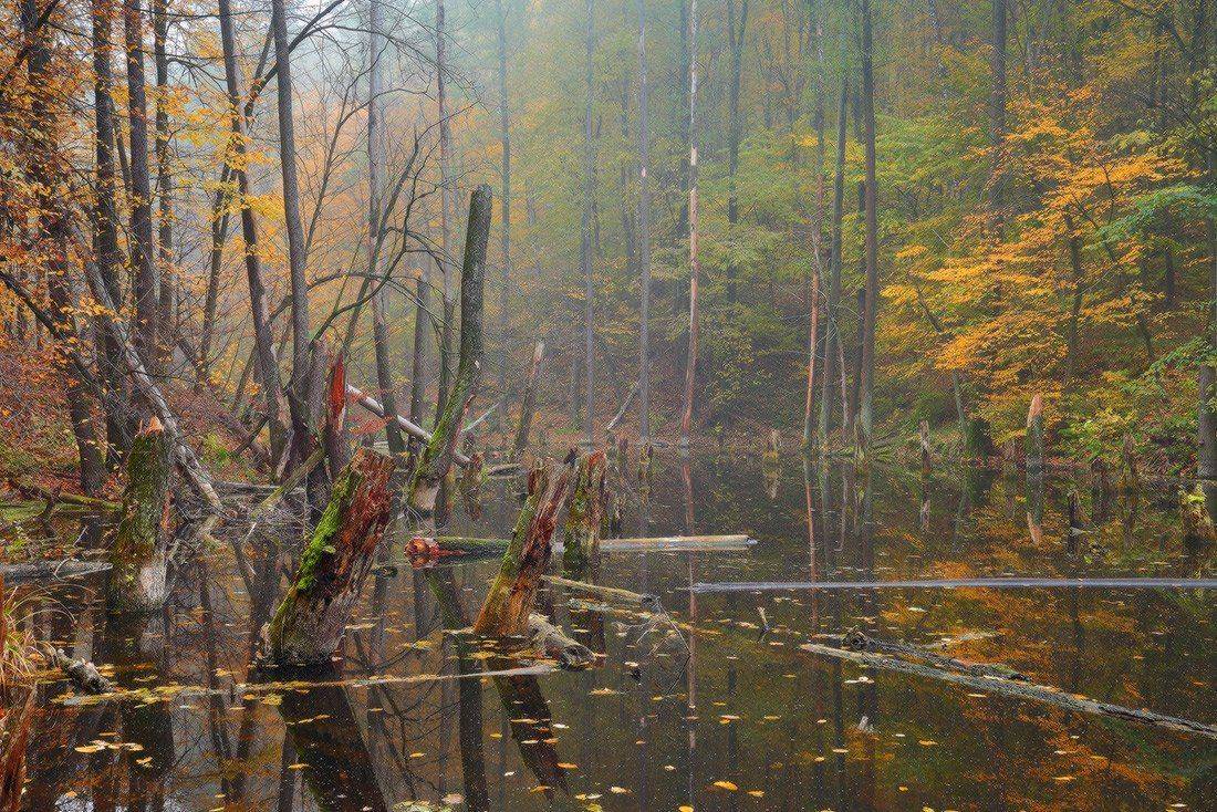 , Ярослав Тюрменко (Jaremi)