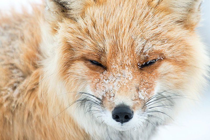 Весна на Чукотке. фото превью