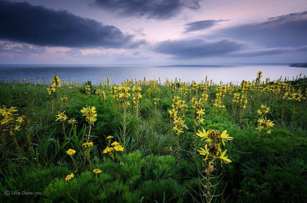 , Милен Добрев