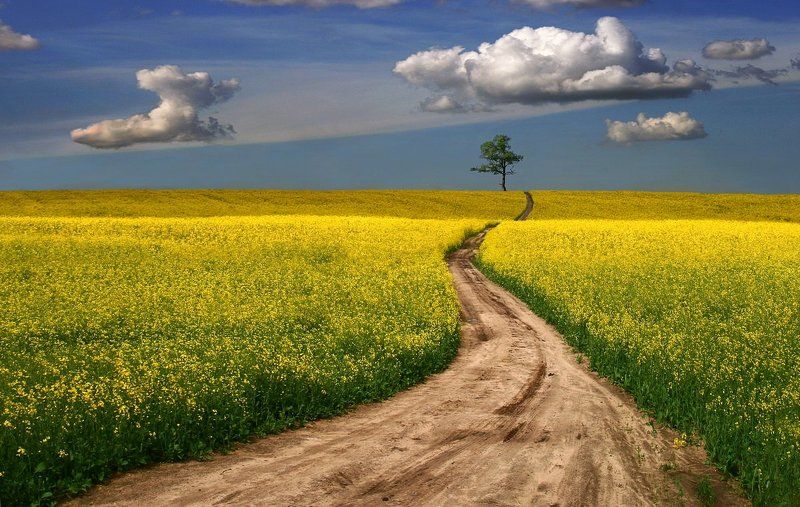 Летняя дорога фото превью