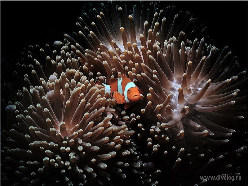 Анемон, Горонтало, Дайвинг, Индонезия, Макро 1-3 фото превью