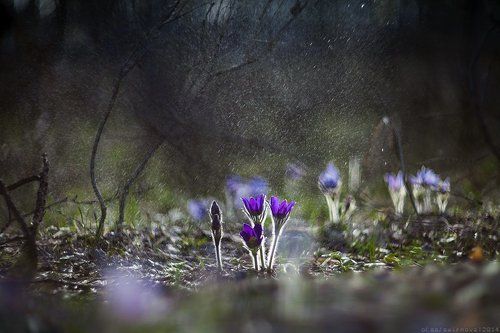 First Flowers