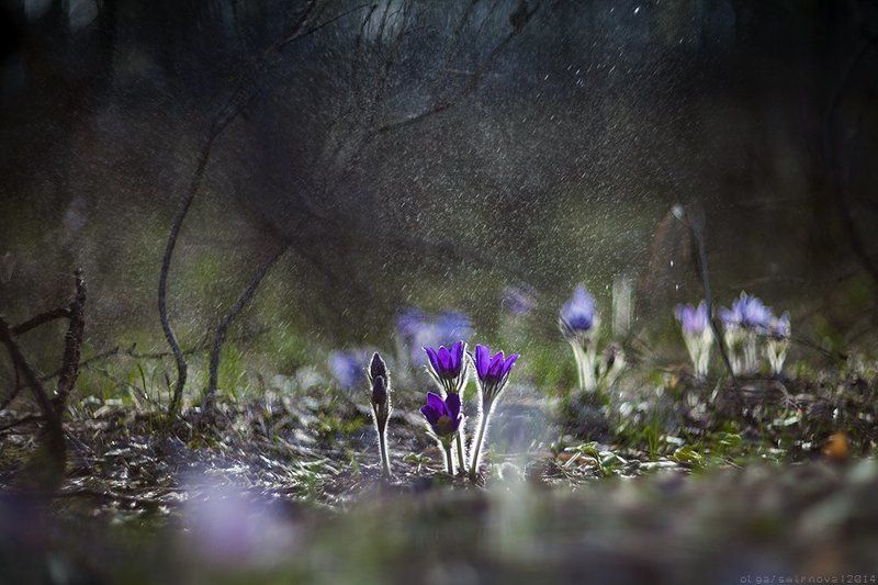 First Flowers фото превью