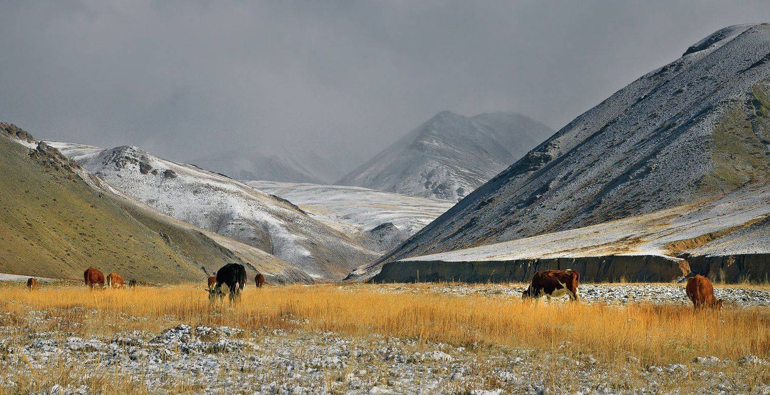 Central Asia region, Zentralasien, Горы, Отроги, Пастбище, Утро в горах, Чуйская степь, holod