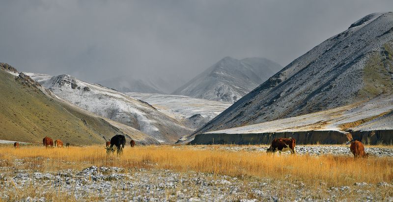 Central Asia region, Zentralasien, Горы, Отроги, Пастбище, Утро в горах, Чуйская степь Пастбище в отрогах. фото превью