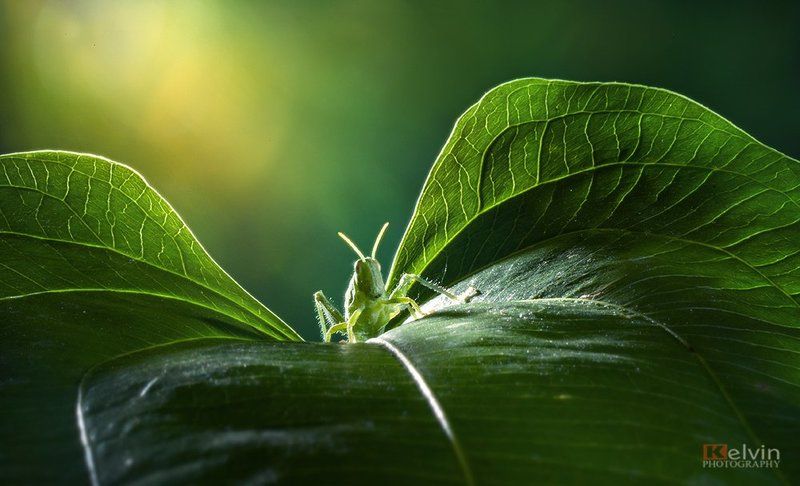 Đôi Cánh фото превью