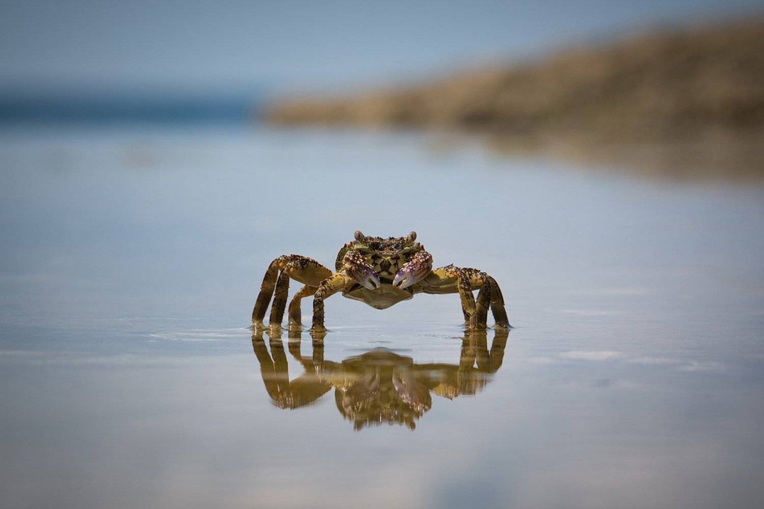 , Вилюнов Дмитрий