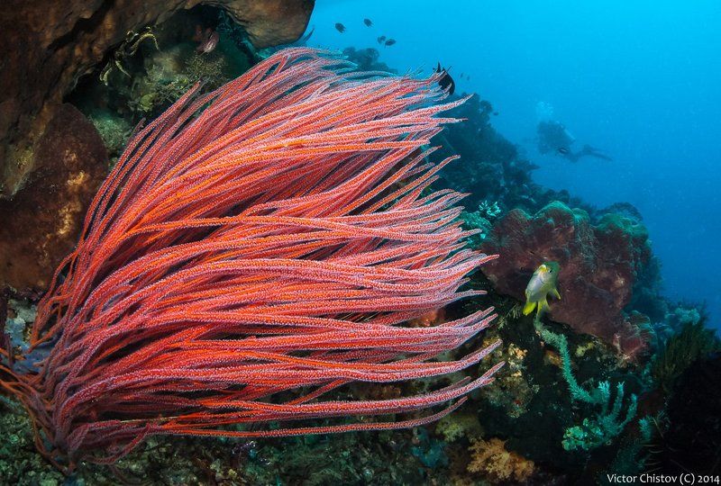 underwater, coral В красном фото превью