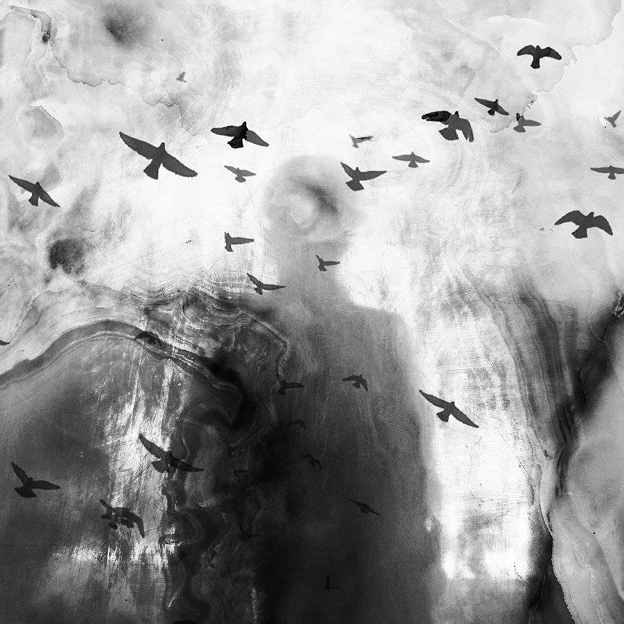 Birds, concept, Conceptual, Fine art, Milad safabakhsh, Miladsafabakhsh, Shadow, milad safabakhsh