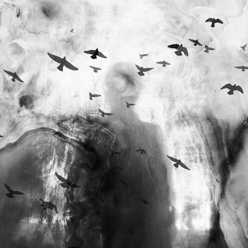 Birds, concept, Conceptual, Fine art, Milad safabakhsh, Miladsafabakhsh, Shadow Sear me фото превью