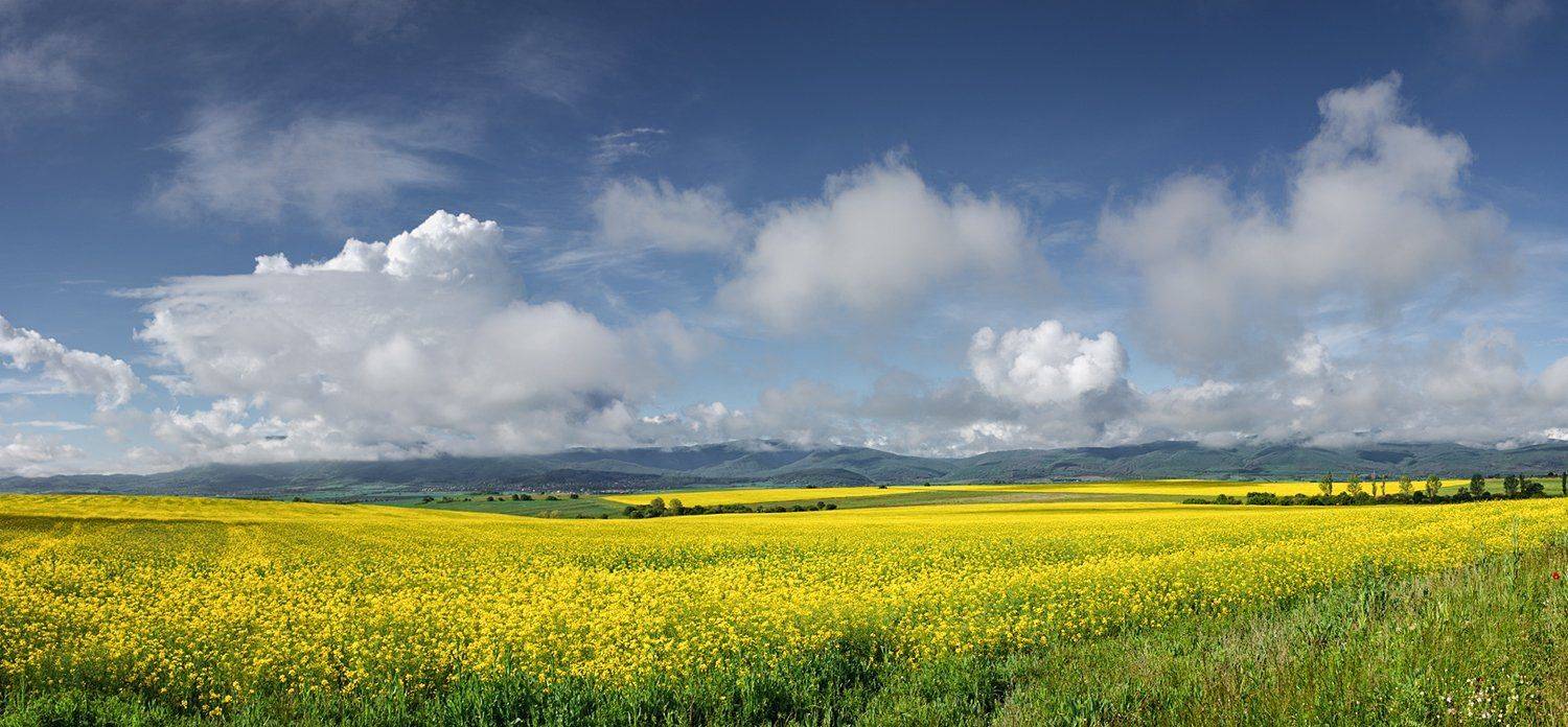 , Ирина Костова