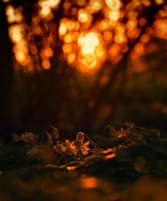 весна Вместе не страшно фото превью