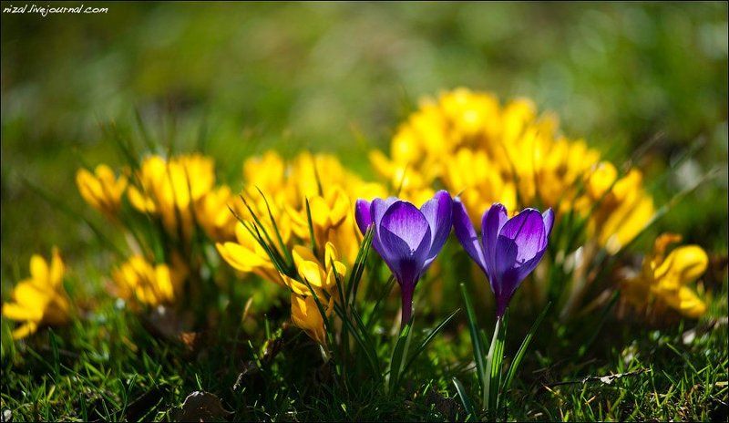 Двое фото превью