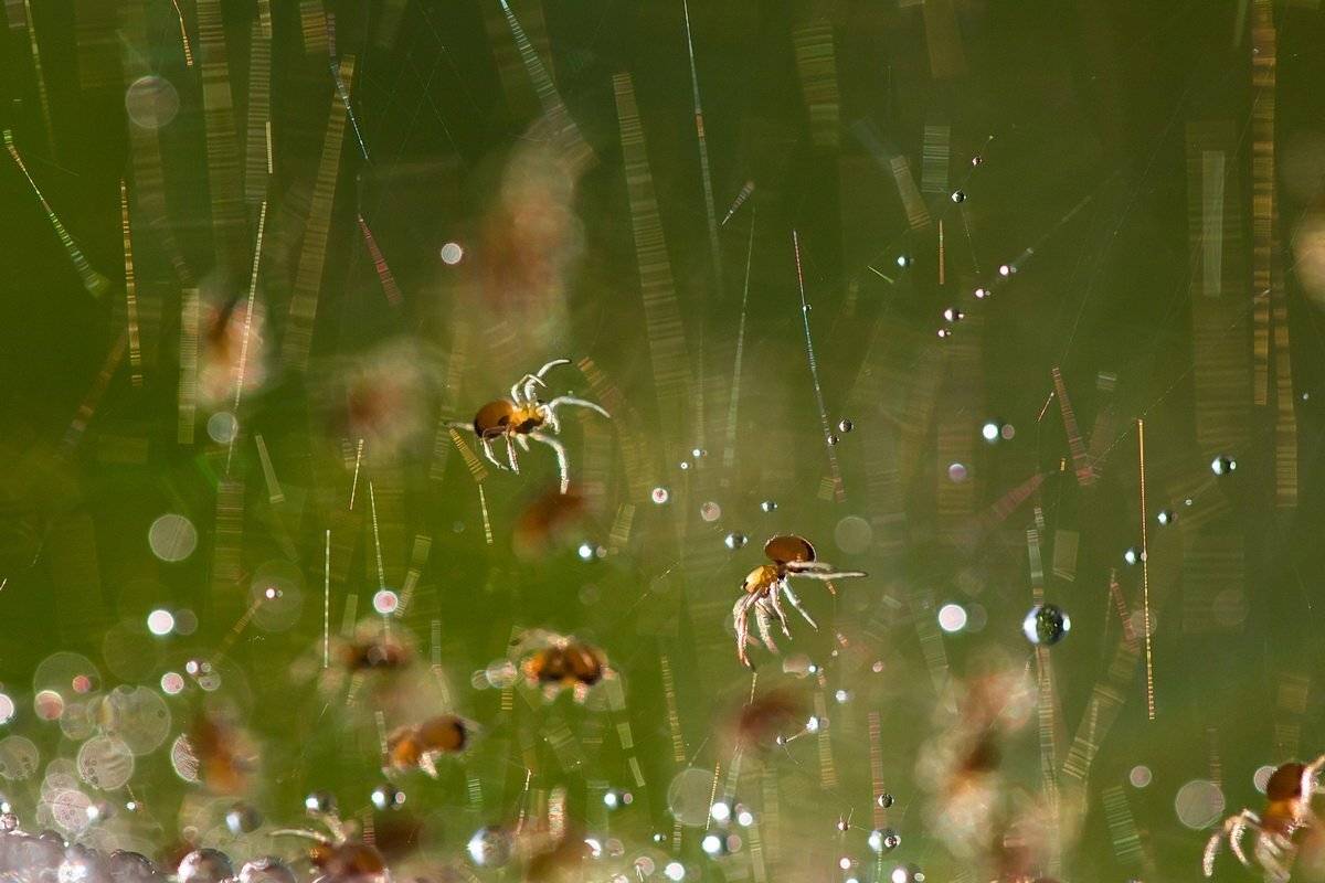 , Вилюнов Дмитрий