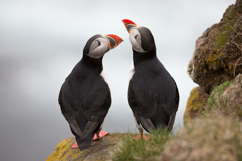 про то, как однажды попугаи прилетали в гости к пингвинам... фото превью
