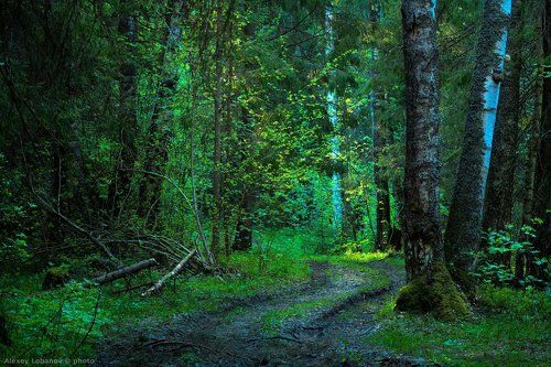 В майском лесу