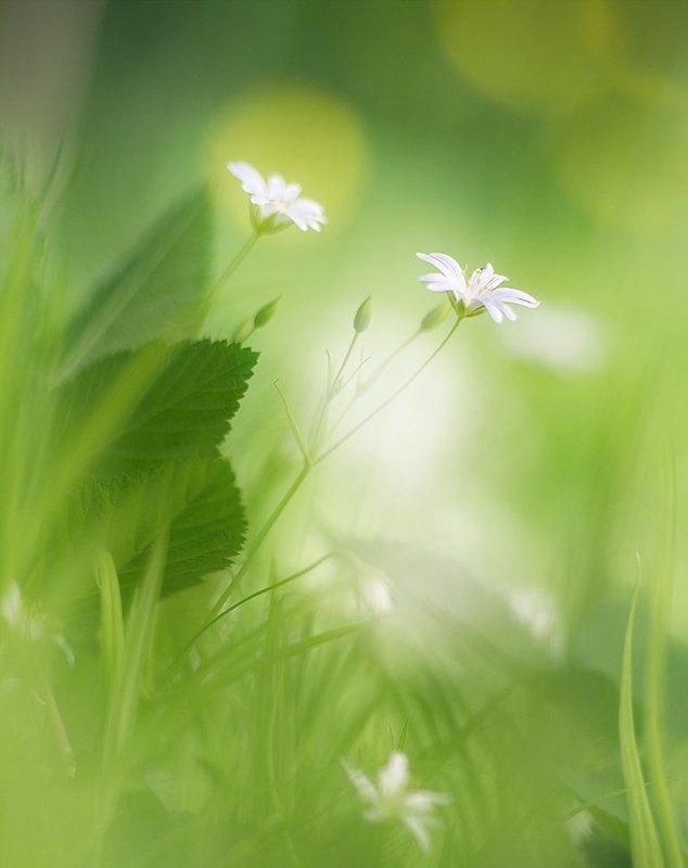 *** фото превью