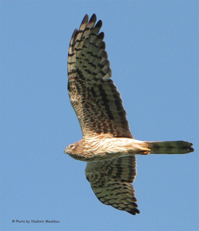 Meadow Harrier / Луговой Лунь / Circus Pygargus. фото превью