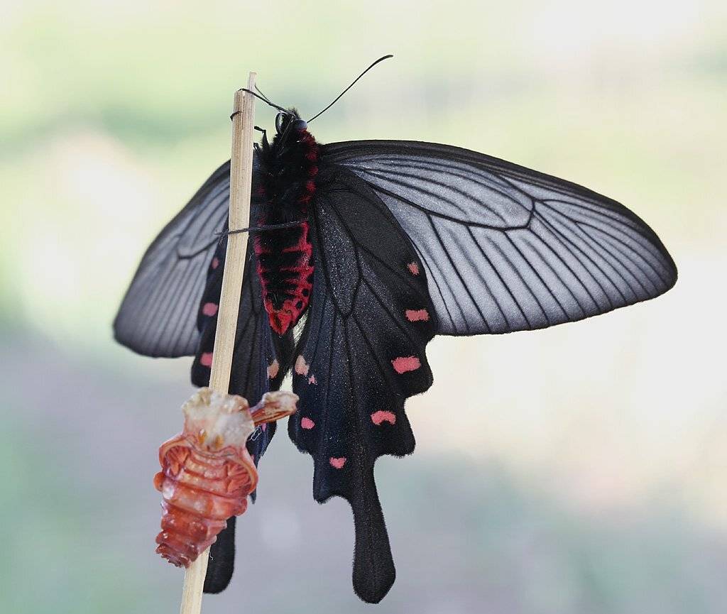 , Сергей Таланов