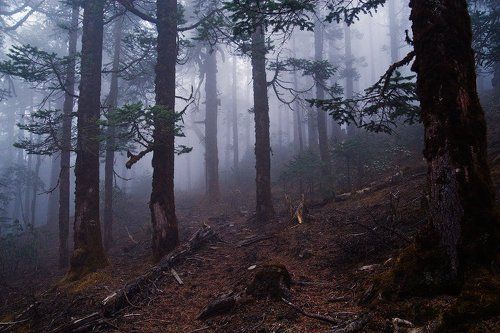 Здесь лапы у сосен дрожат на весу...