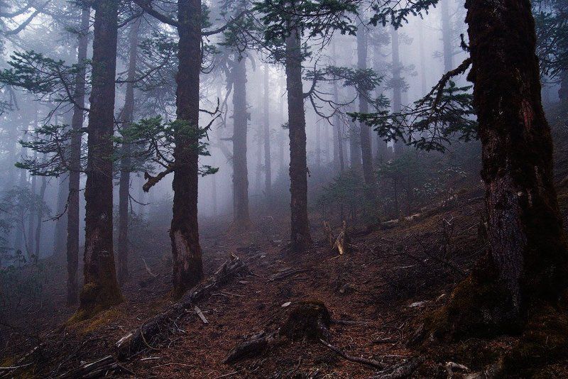 Здесь лапы у сосен дрожат на весу... фото превью