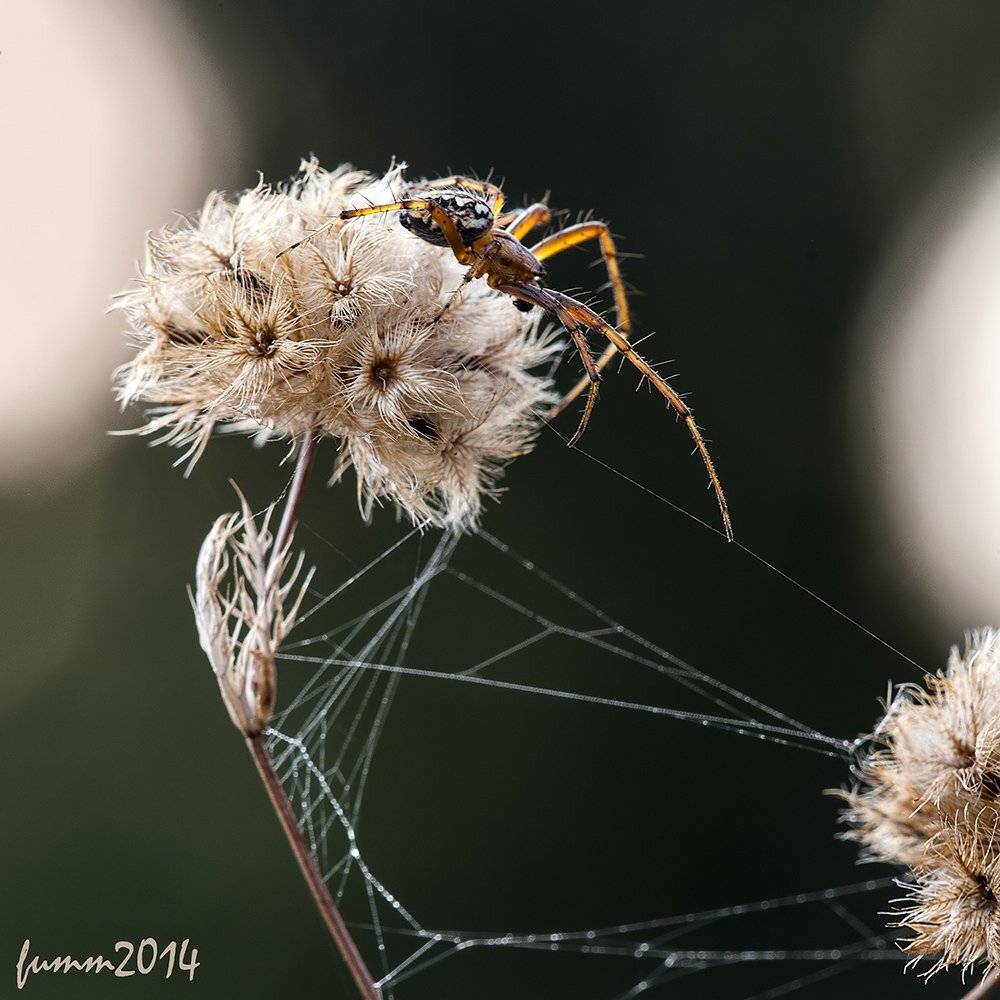 , Игорь ФУММ