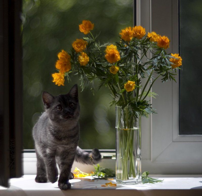 Букет, Жарки, Котенок, Купальница, Лето, Мелифаро, Окно, Солнце, Цветы Солнечные зайчики фото превью