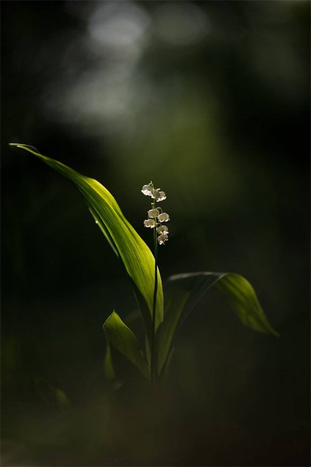 , Геннадий Мещеряков