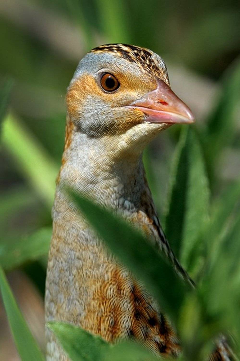 , Курочкин Валерий