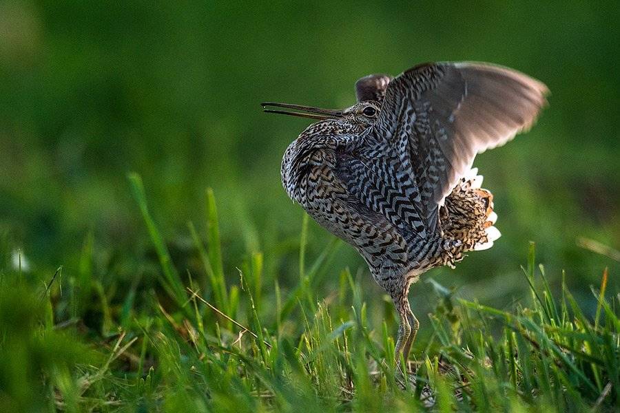 Дупель, Сергей Иванов