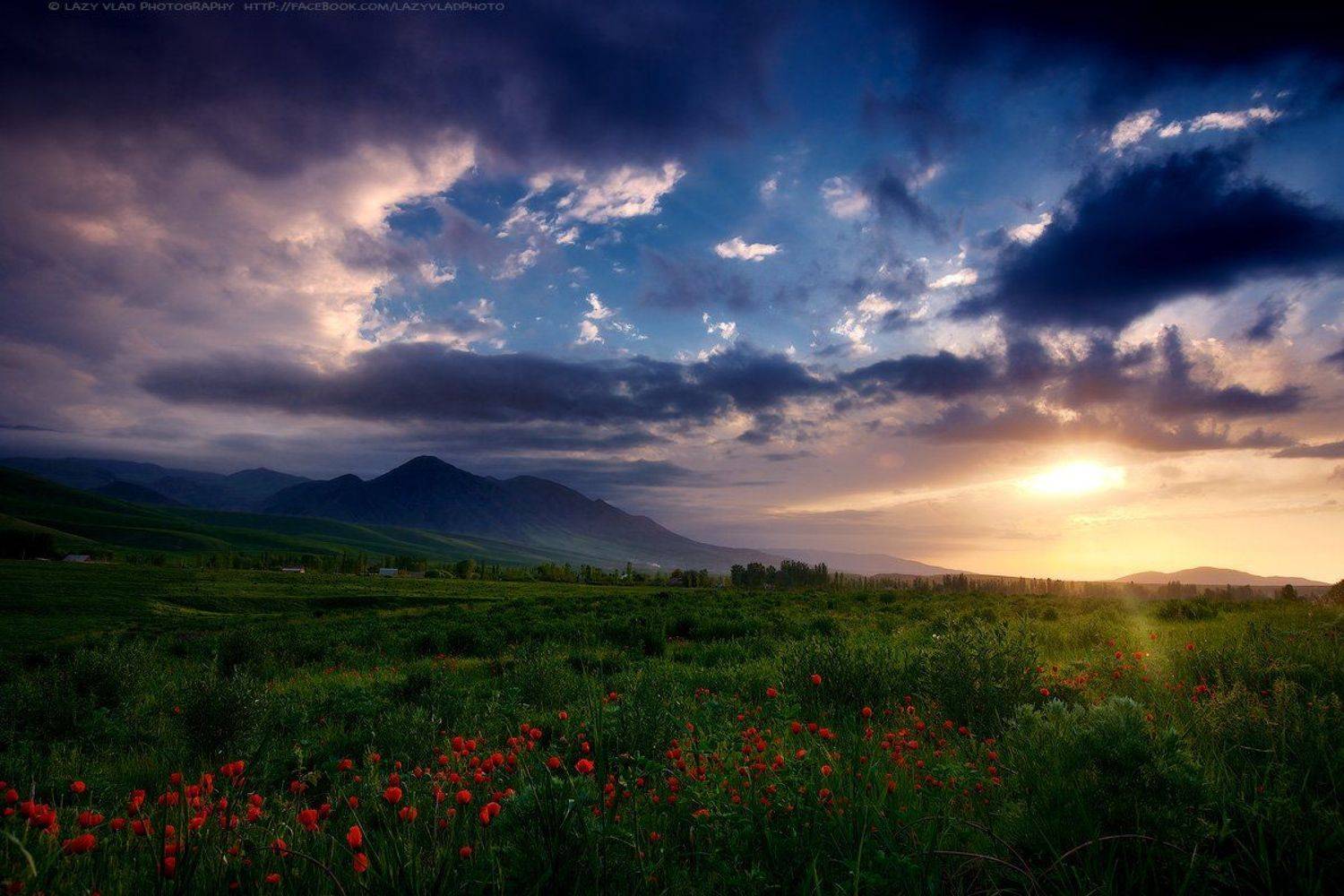 Bishkek, Flowers, Kyrgyzstan, Landscape, Lazyvladphoto, Lazy_vlad, Mountains, Spring, Sunset, Бишкек, Весна, Горы, Закат, Киргизия, Маки, Пейзаж, Цветы, Lazy Vlad