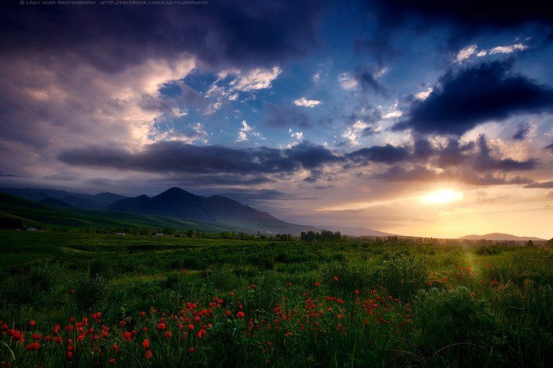 Bishkek, Flowers, Kyrgyzstan, Landscape, Lazyvladphoto, Lazy_vlad, Mountains, Spring, Sunset, Бишкек, Весна, Горы, Закат, Киргизия, Маки, Пейзаж, Цветы Сокровища Весны фото превью